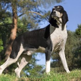 Chien Français Blanc et Noir