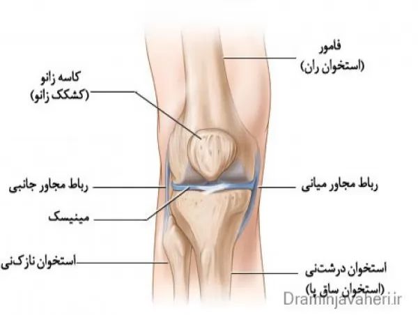 آناتومی مفصل زانو