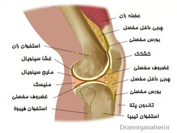  آناتومی ماهیچه های زانو