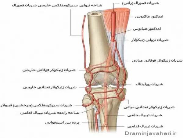 اناتومی عروق خونی مفصل زانو