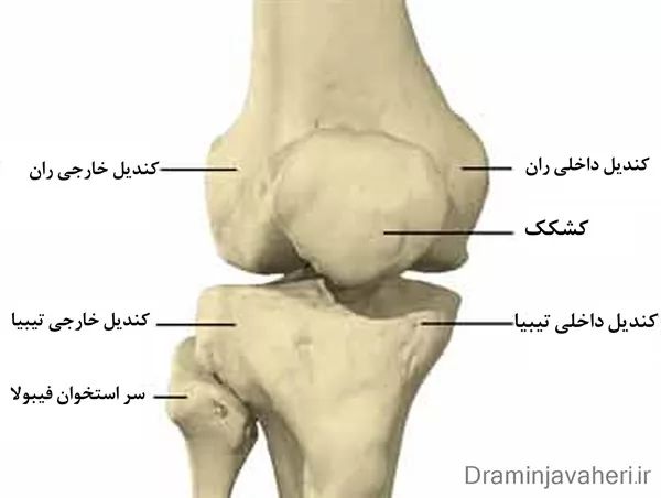 آناتومی استخوان ها و مفاصل زانو