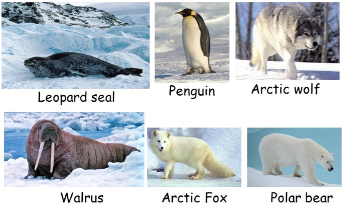 Weather, Climate and Adaptations of Animals to Climate CBSE Class 7 ...