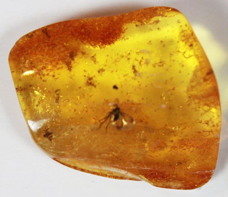 Baltic Amber specimen with insect & plant inclusions 15 00 carats