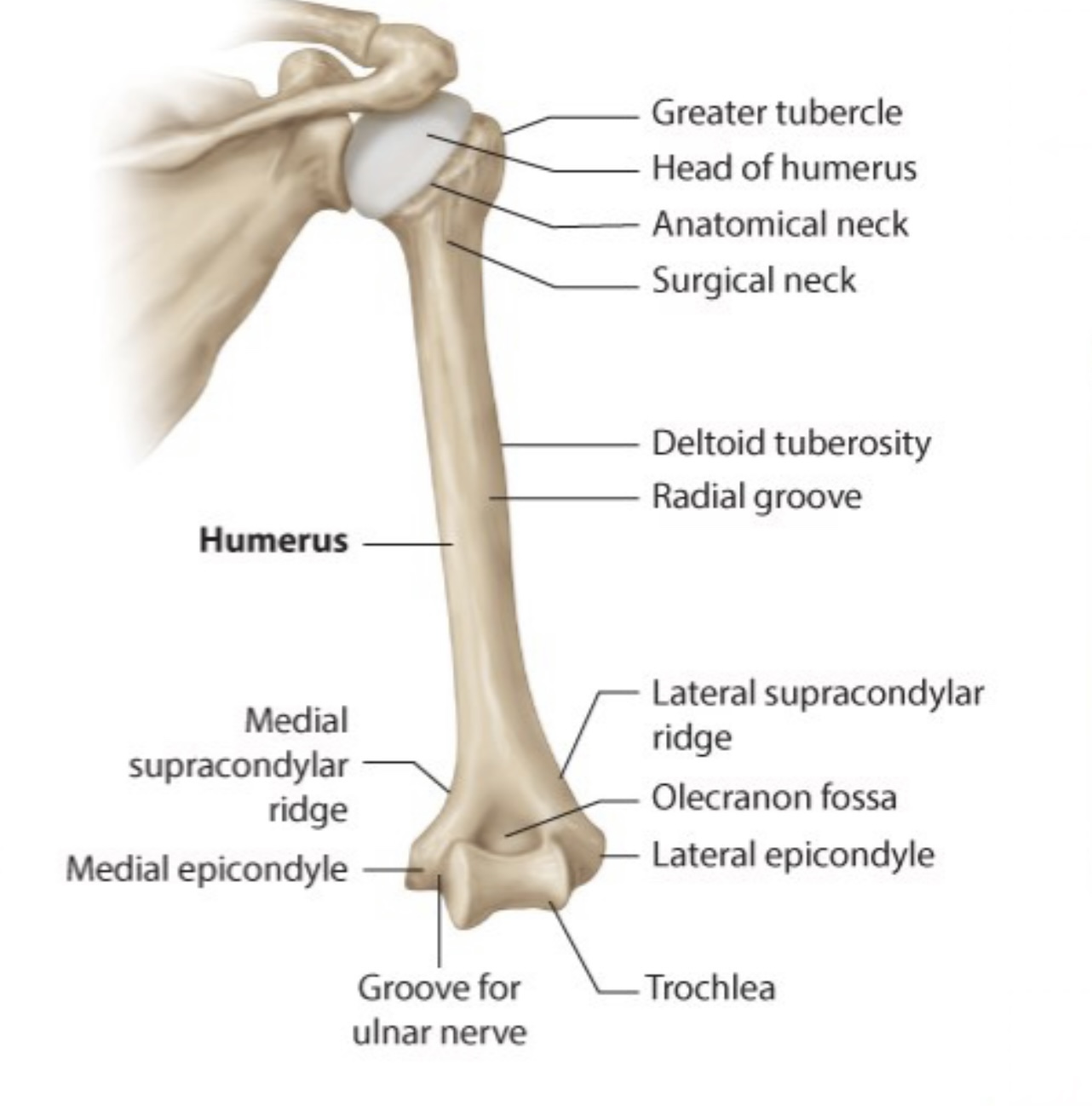 Humerus