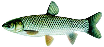 illustration of a grass carp.