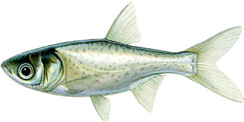 illustration of a juvenile bighead carp.