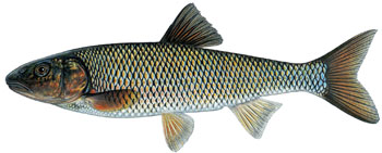 illustration of a fallfish.