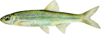 illustration of a emerald shiner.