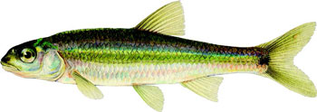 illustration of a spottail shiner