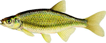 illustration of a golden shiner.