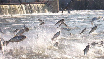 photo of silver carp jumping at Peoria Dam in Illinois.