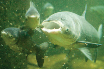 photo of Bighead carp filter feeding on plankton.