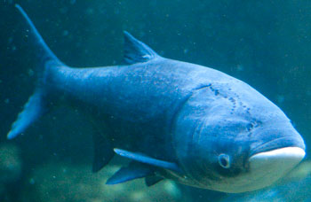 photo of a bighead carp.