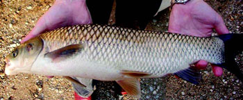 photo of Grass carp.