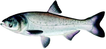 illustration of a bighead carp.