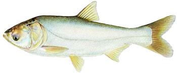 illustration of a silver carp.