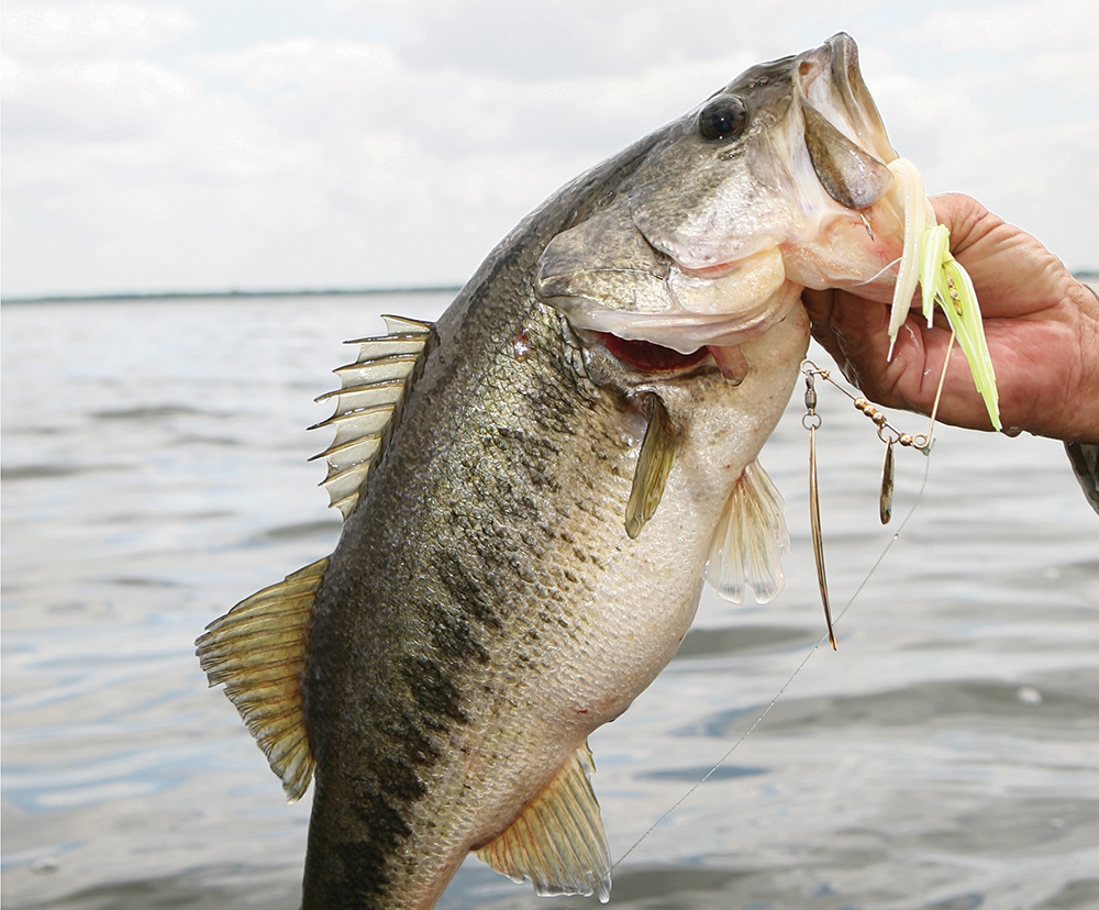 Top Places for Bass Fishing in Mississippi - Game & Fish