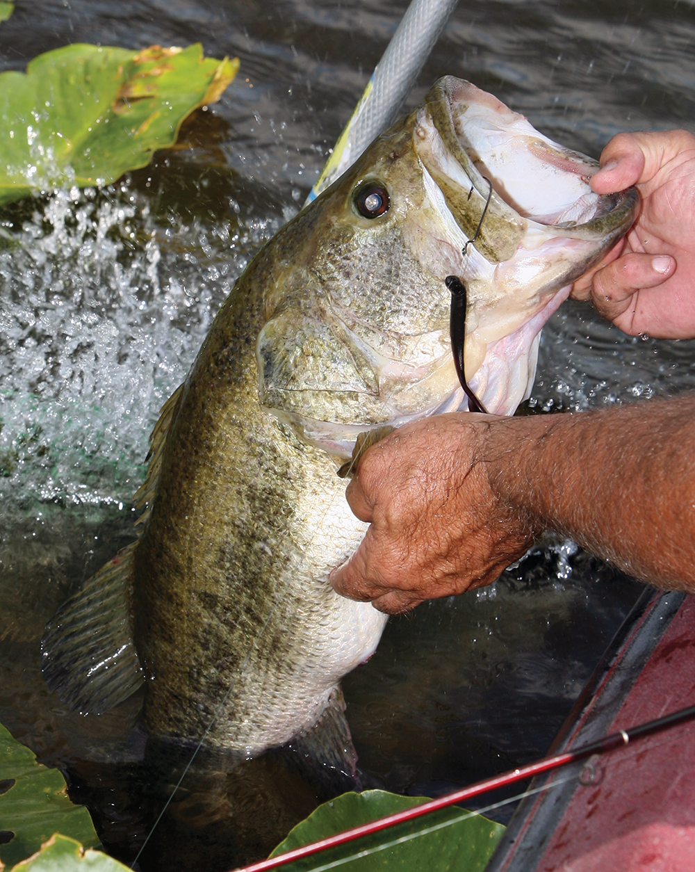 Top Places for Bass Fishing in Texas - Game & Fish