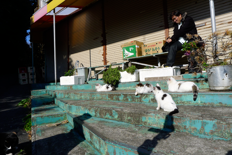 tashirojima store with 4 cats