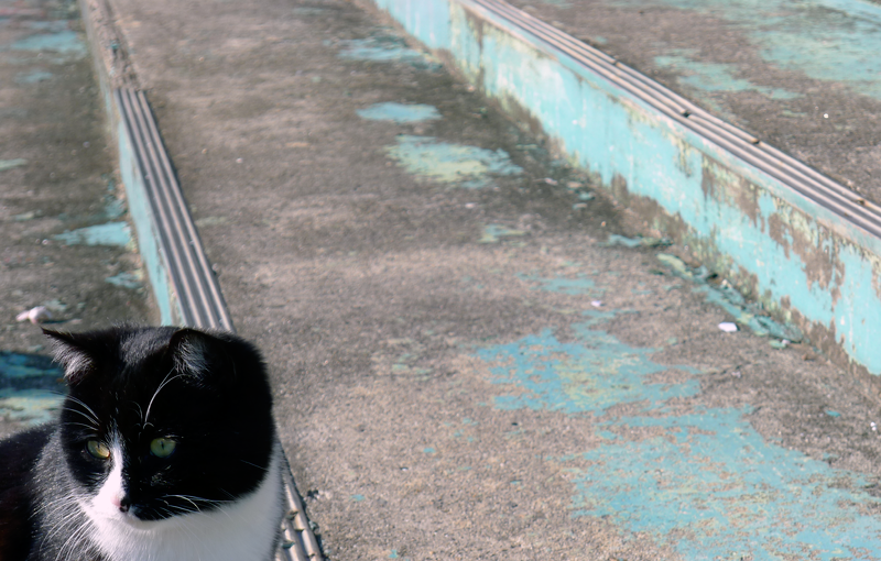 black and white cat on steps