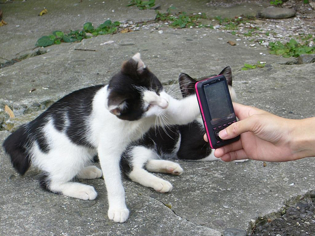 cat swatting at cell phone