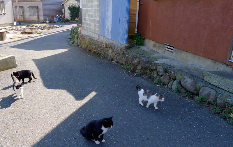 4 cats in an alley on cat island