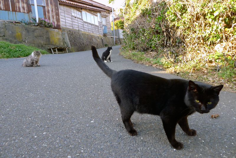 3 cats on cat island