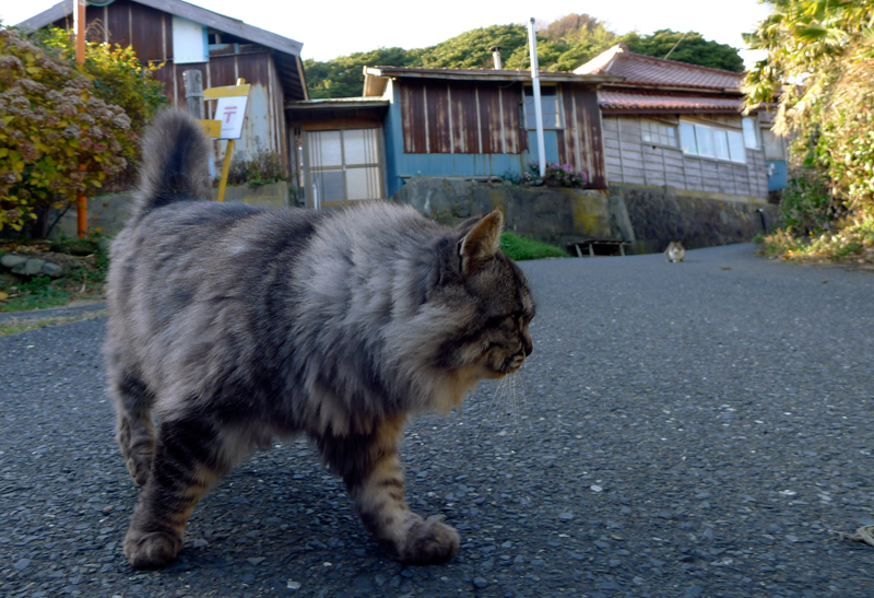 fluffy gray cat on cat island