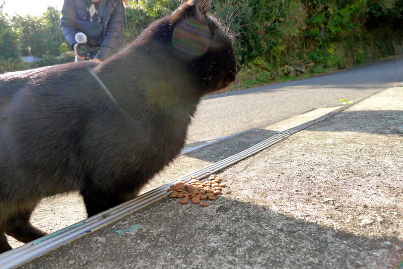 black cat with sunlight on its head