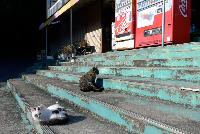 two cats on storefront steps