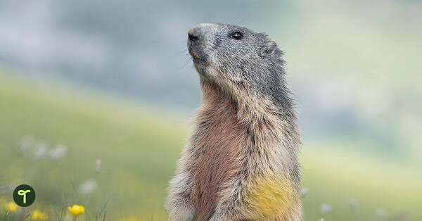 Go to 22 Fun Groundhog Facts to Share With Your Class on Groundhog Day blog