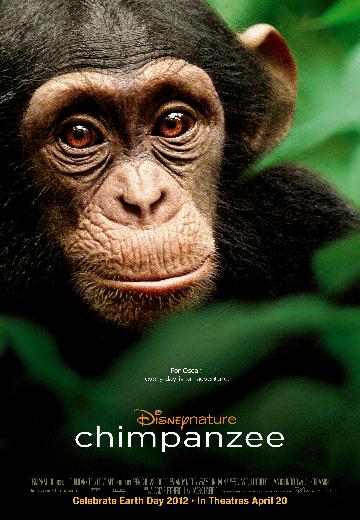 Chimpanzee poster