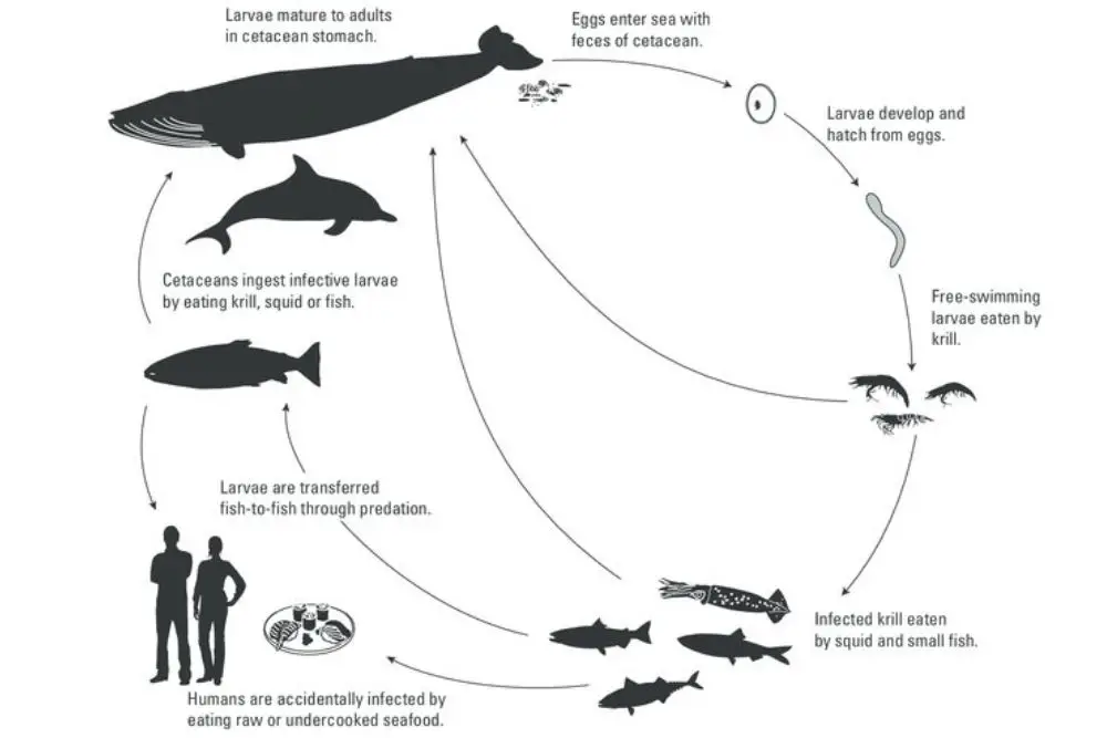 Anisakiasis: Causes, Symptoms, Diagnosis & Treatment - Fish Article