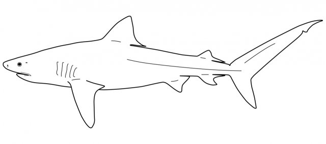 Galeocerdidae line