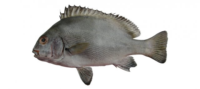 Plectorhinchus schotaf