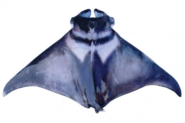 Mobula japanica