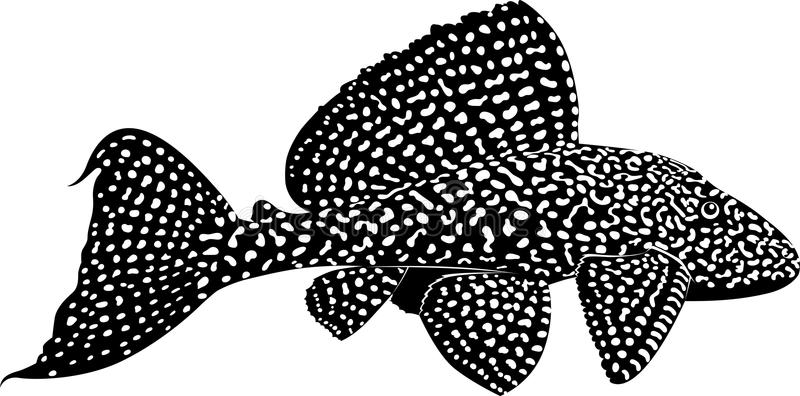 pleco_featured