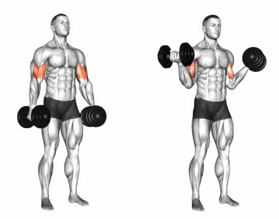 Standing Inner Biceps Curl