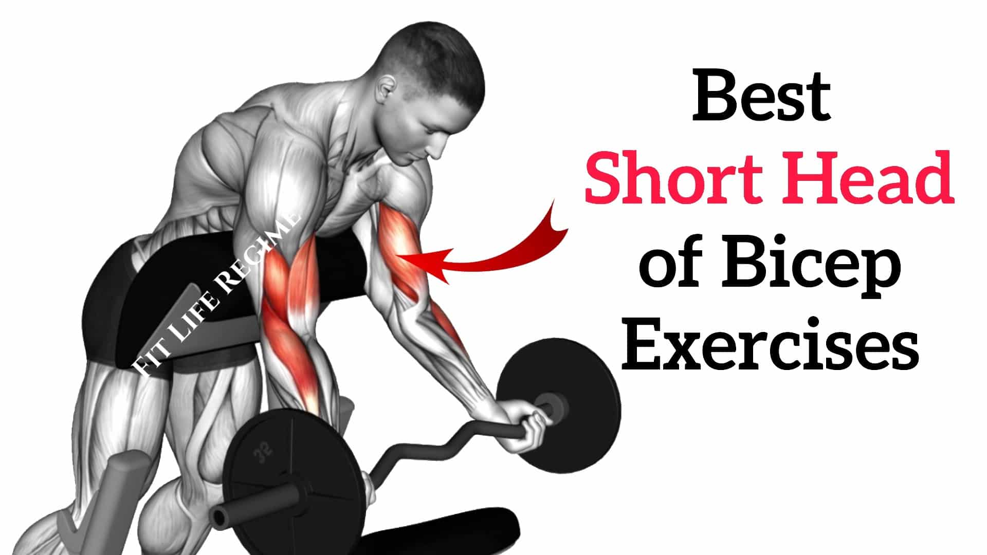 Best Short Head Bicep Exercises