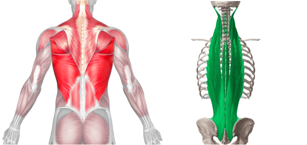 erector spinae muscle