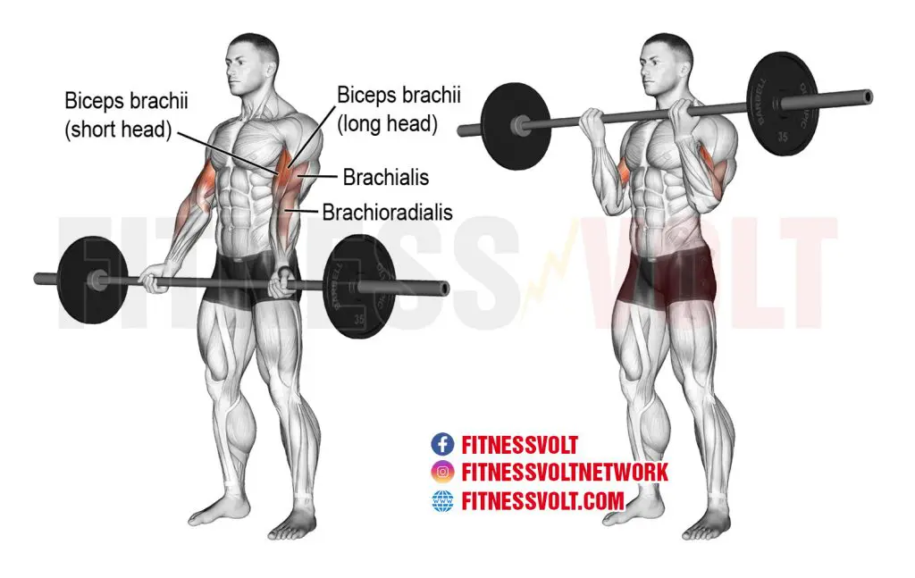 Barbell Bicep Curl