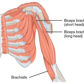 Biceps Anatomy