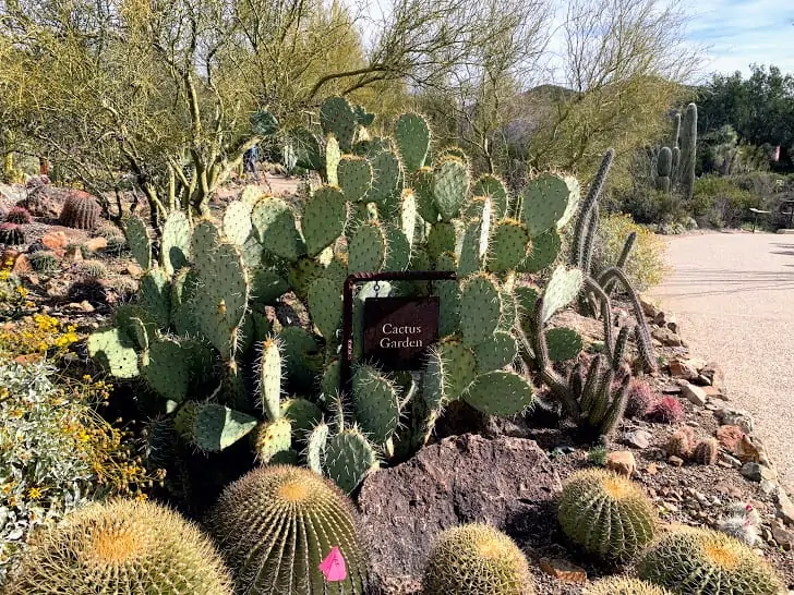 arizona sonora desert museum