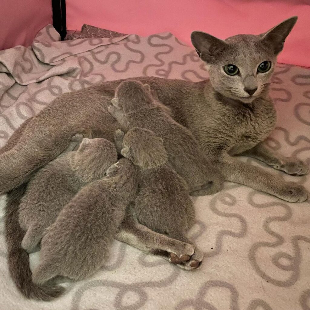 Russian Blue Kitten for Sale