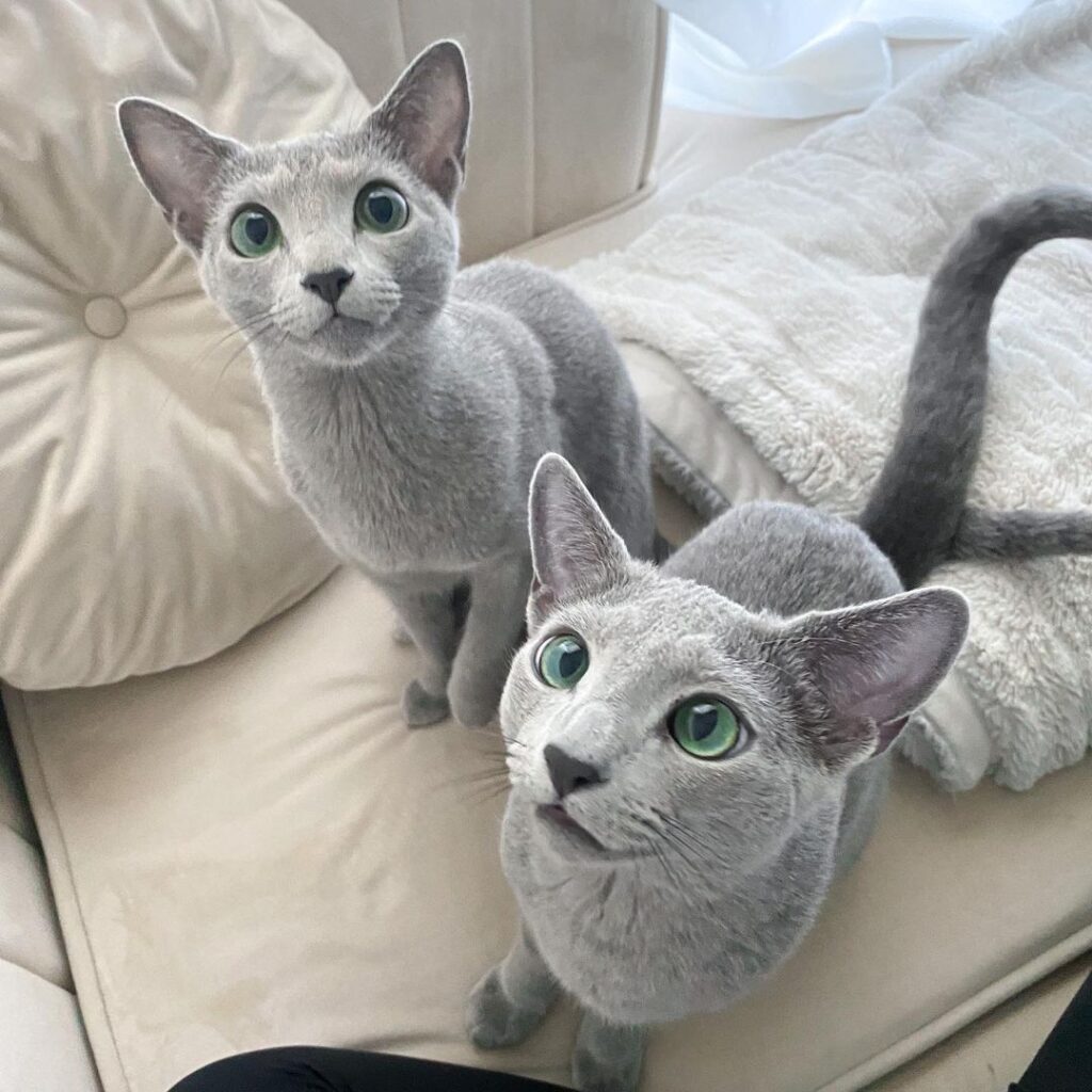 Russian Blue kittens for sale