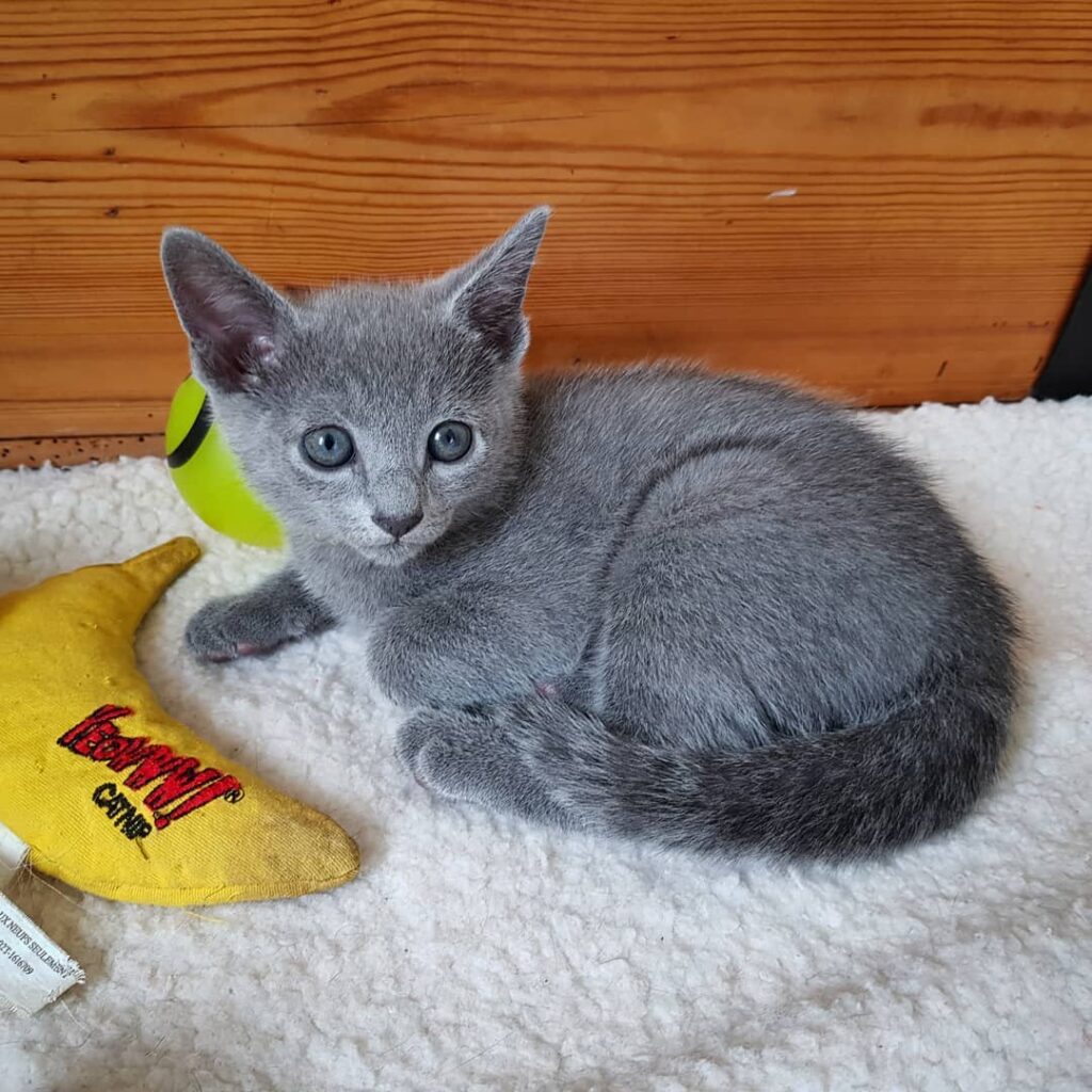 Russian Blue Kittens for Sale