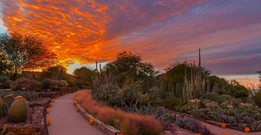 Desert Botanical Garden