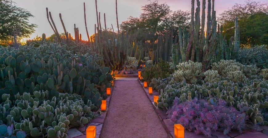 Desert Botanical Garden