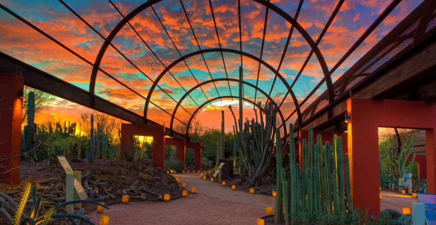 Desert Botanical Garden