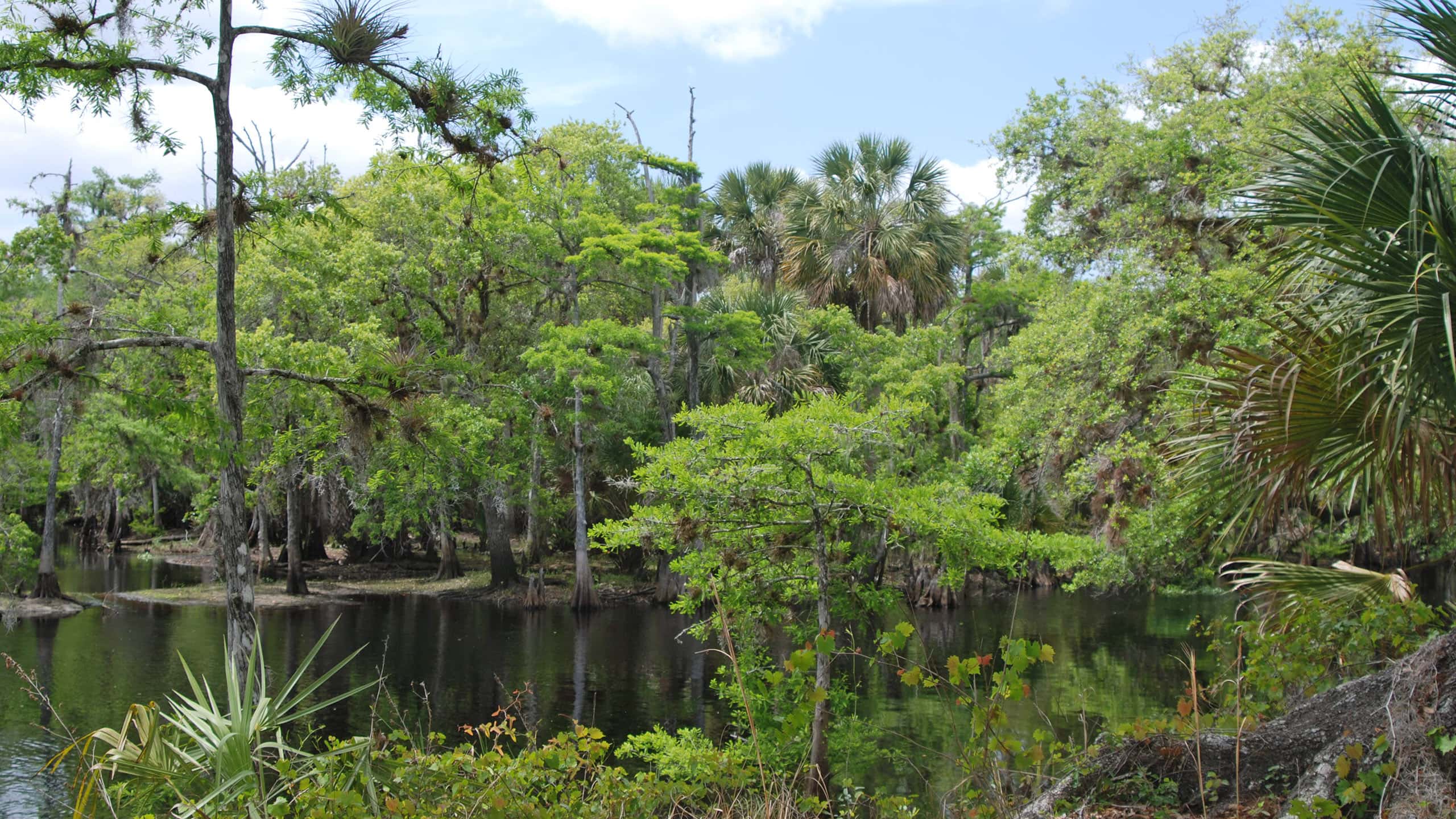 Creek basin surrounded by cypresses